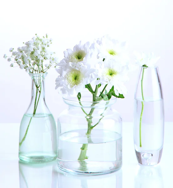 Plants in various glass containers isolated on white