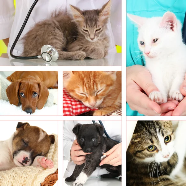 Collage of different pets at vet