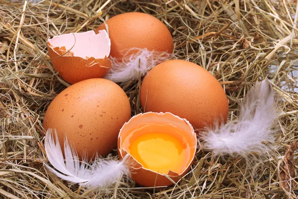 Chicken eggs in a nest closeup