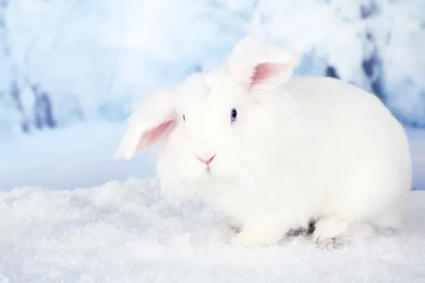 White cute rabbit, on winter background