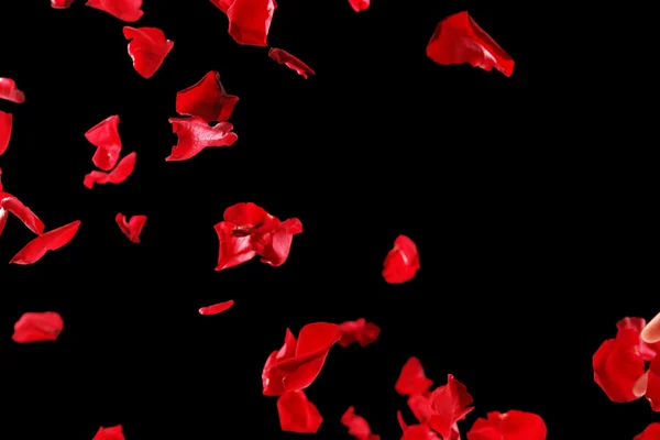 Beautiful red rose petals, on black background