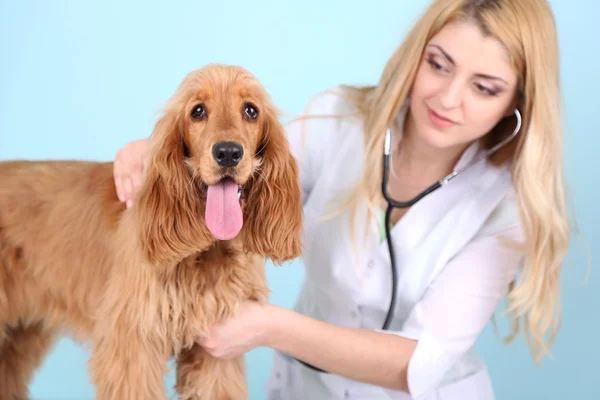 Beautiful young female veterinarian examining dog in clinic