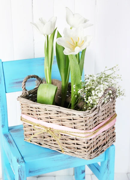 Beautiful tulips on blue chair on color wooden background