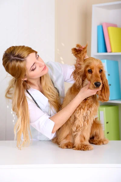 Beautiful young female veterinarian examining dog in clinic