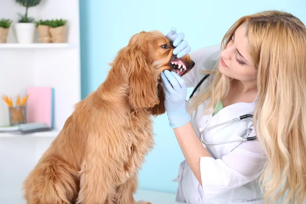 Beautiful young female veterinarian examining dog in clinic