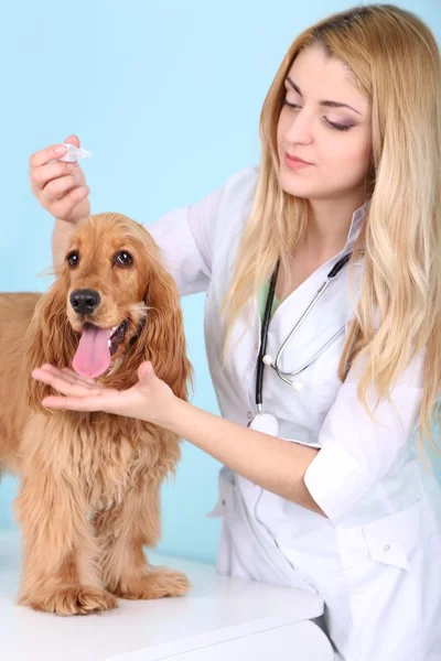 Beautiful young female veterinarian with dog in clinic