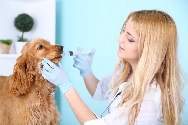 Beautiful young female veterinarian with dog in clinic