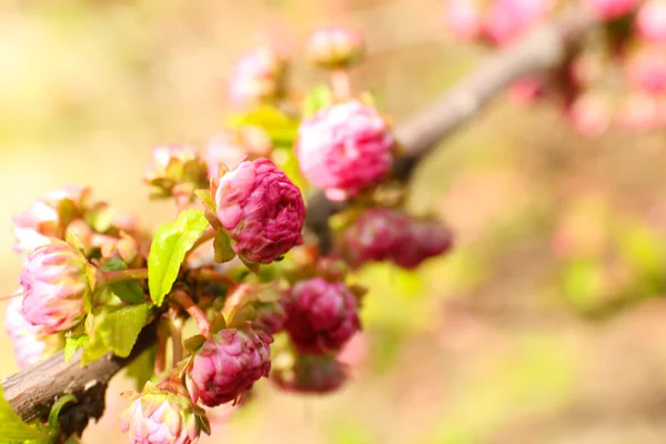 Beautiful fruit blossom, outdoors