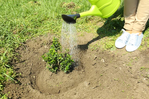 Watering young tree in spring