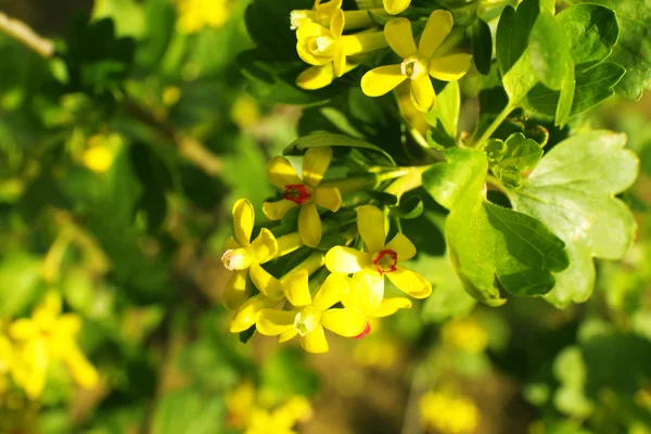 Beautiful spring twig with yellow flowers and leaves, outdoors