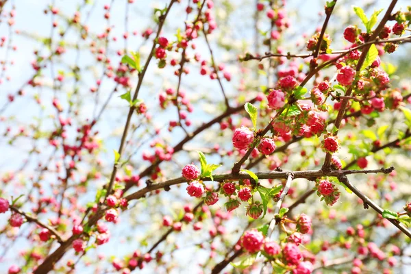 Beautiful fruit blossom, outdoors