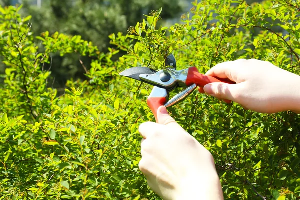 Pruning bushes in garden