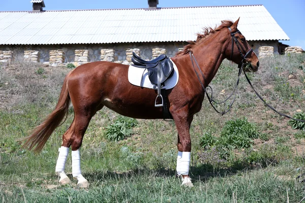 Purebred horse on stable background