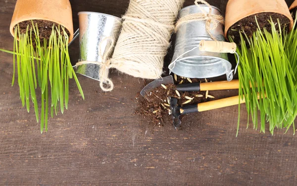 Green grass in flowerpots and gardening tools, on wooden background