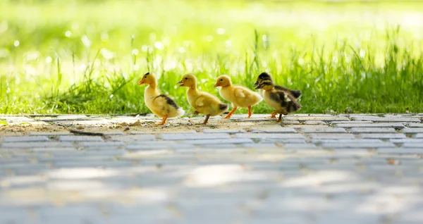 Little cute ducklings, outdoors