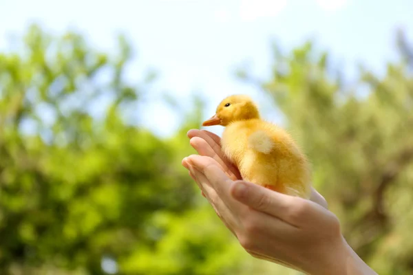 Hand holding little cute duckling, outdoors