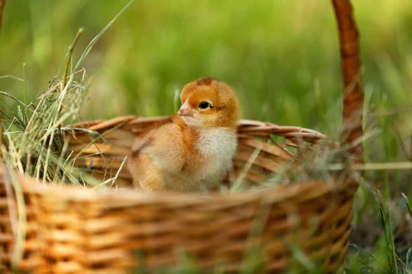 Little cute chicken in wicker basket on green grass, outdoors
