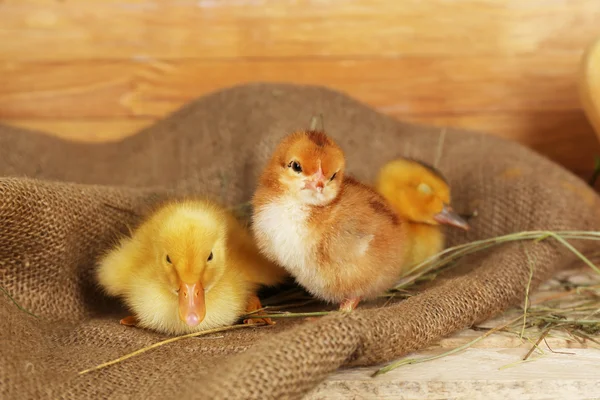 http://st.depositphotos.com/1177973/4785/i/450/depositphotos_47851247-Little-cute-ducklings-and-chicken-in-barn.jpg