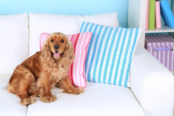 English cocker spaniel on sofa in room