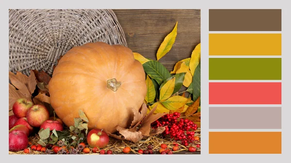 Autumn still life with pumpkin. Color palette with complimentary swatches