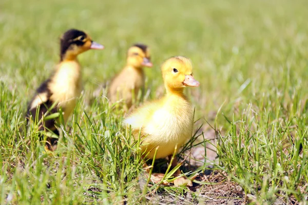 Little cute ducklings on green grass, outdoors