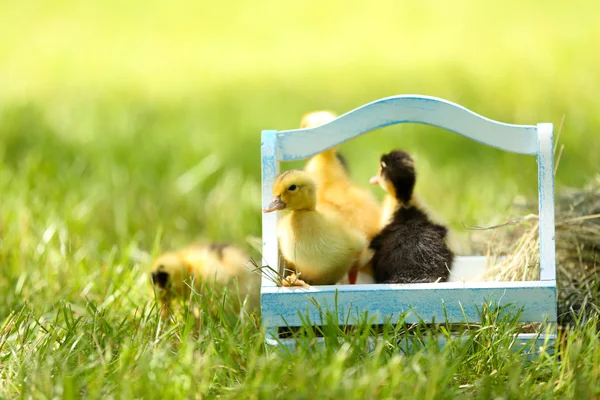 Little cute ducklings  in wooden basket on green grass, outdoors