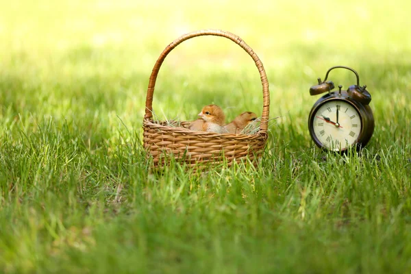 Little cute chickens in wicker basket and alarm clock on green grass, outdoors