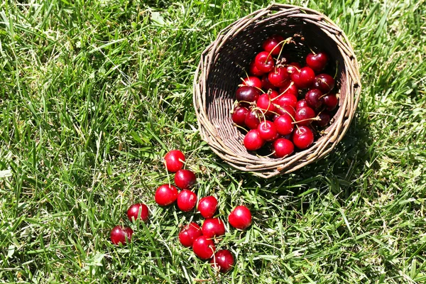 Sweet ripe cherries in wicker basket, on green grass background
