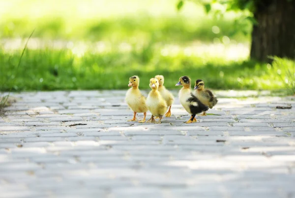 Little cute ducklings, outdoors