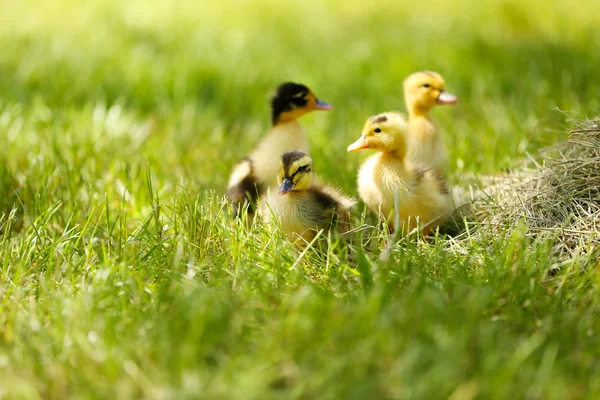 Little cute ducklings on green grass, outdoors