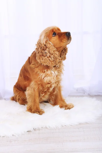 English cocker spaniel on carpet in room