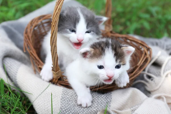 Cute little kittens in basket