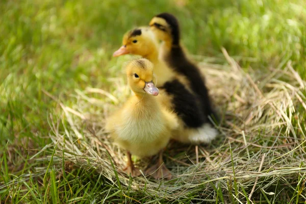 Little cute ducklings on hay