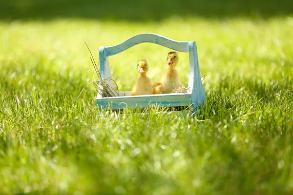 Little cute ducklings  in wooden basket on green grass, outdoors