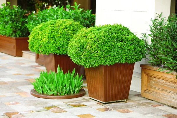 Garden pots with lush bushes
