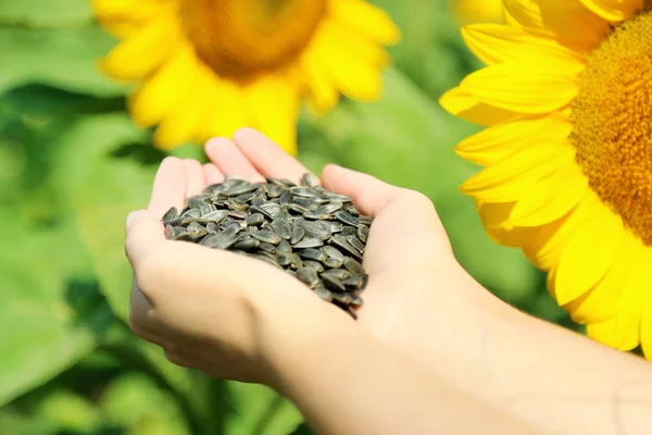 Hands holding sunflower seeds in field