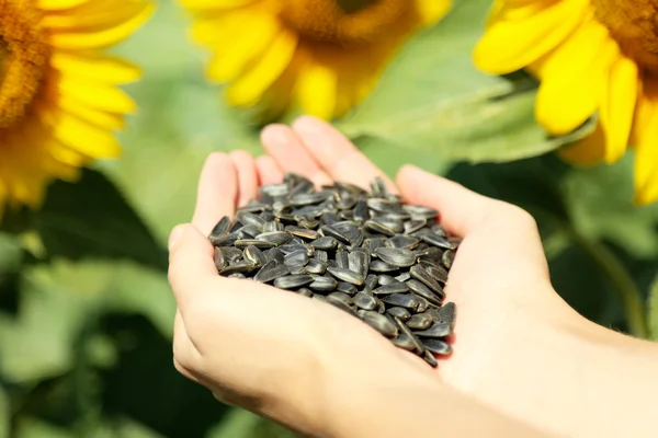 Hands holding sunflower seeds