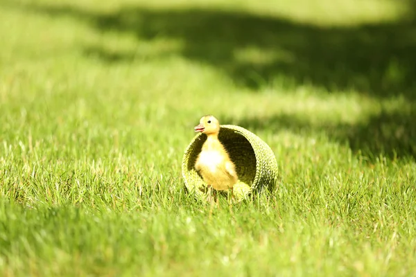 Little cute duckling on green grass, outdoors