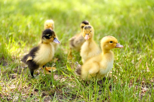 Little cute ducklings