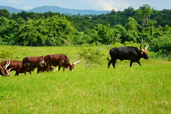 Male watusi bulls in nature