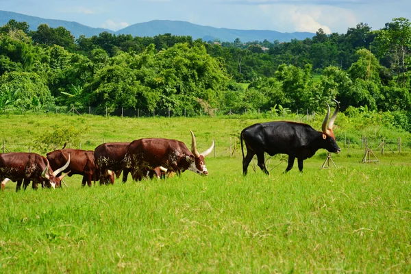 Male watusi bulls in nature