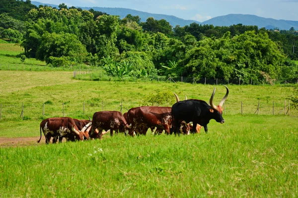 Male watusi bulls in nature