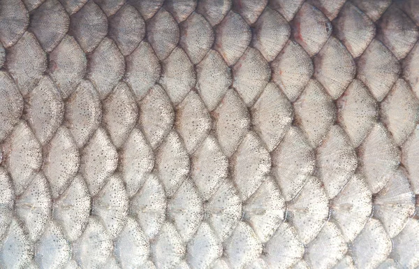 Texture of fish scales
