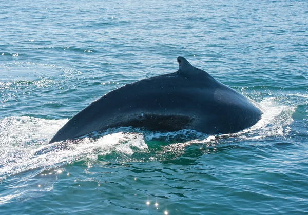 Humpback whale fin