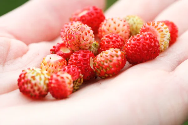 Wild strawberry hand full of wild strawberries