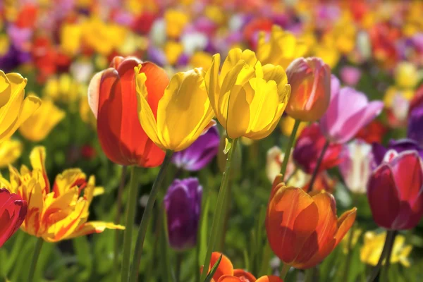 Field of Mixed Colors Tulips in Bloom Background