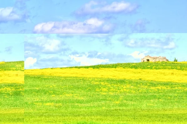 Green grass and yellow flowers field landscape under blue sky and clouds