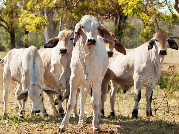 Young Brahman herd on ranch Australian beef cattle