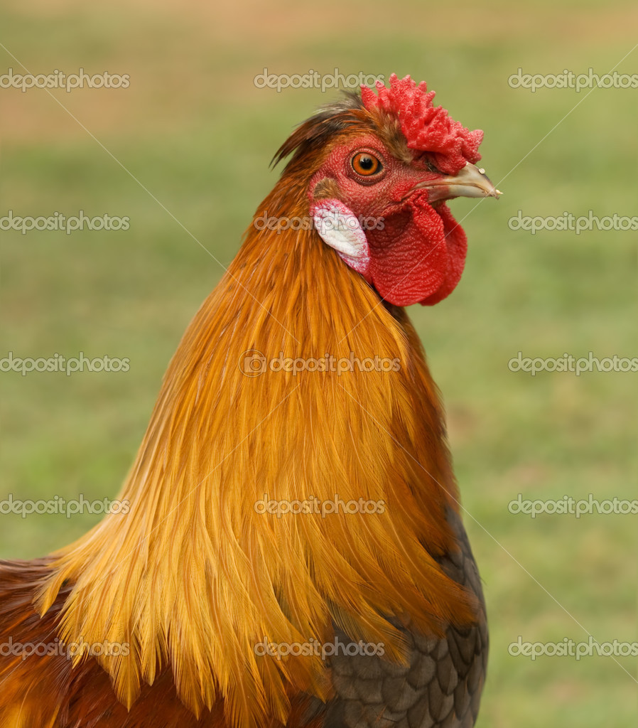Mannelijke zijdehoen pekin cross kriel haan — stockfoto © sherjaca ...