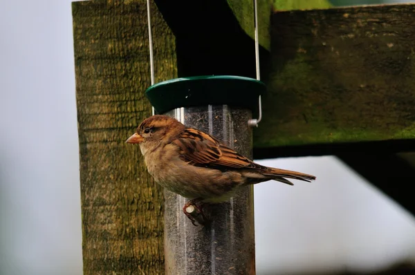 Female House Sparrow.